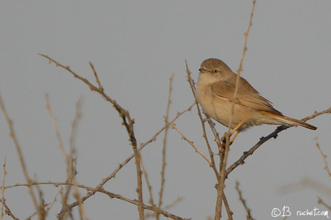 Asian Desert Warbler - Sylvia nana