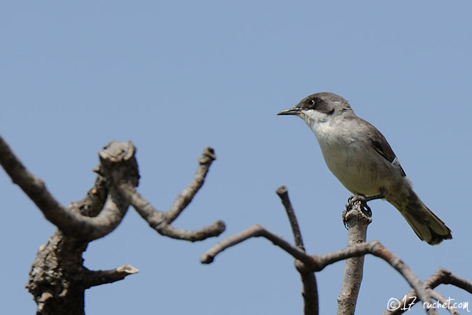 Fauvette orphéane - Sylvia crassirostris