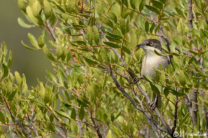 Fauvette orphée - Sylvia hortensis