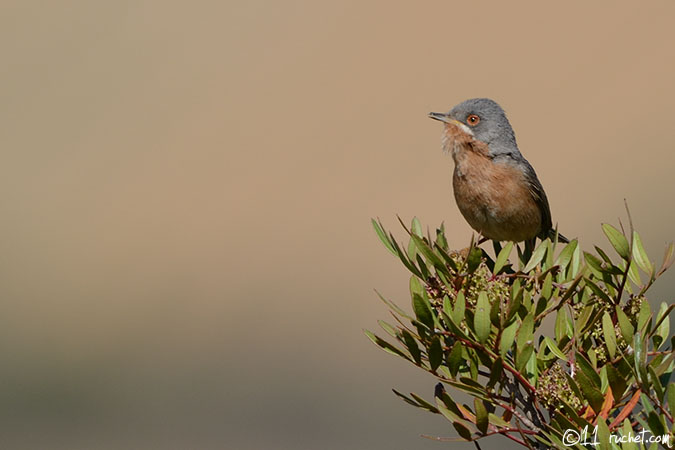 Subalpine Warbler - Sylvia cantillans