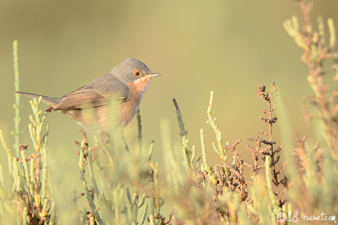Subalpine Warbler - Sylvia cantillans