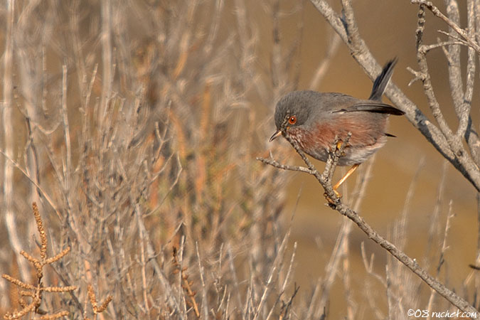Dartford Warbler - Sylvia undata