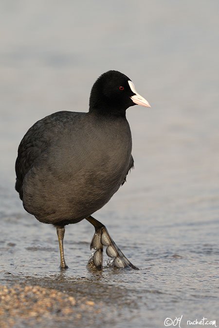Eurasian coot - Fulica atra