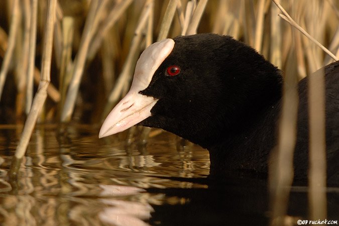 Eurasian coot - Fulica atra