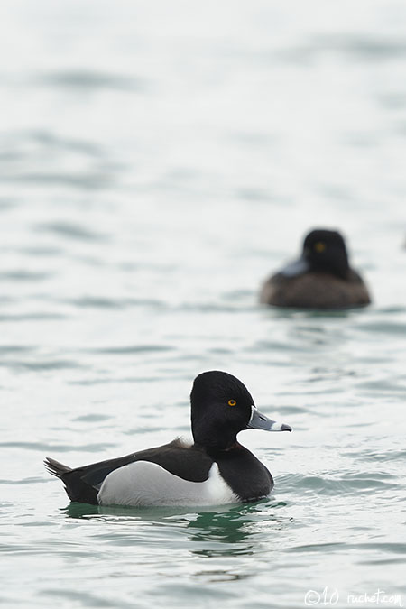 Ring-necked Duck - Aythya collaris