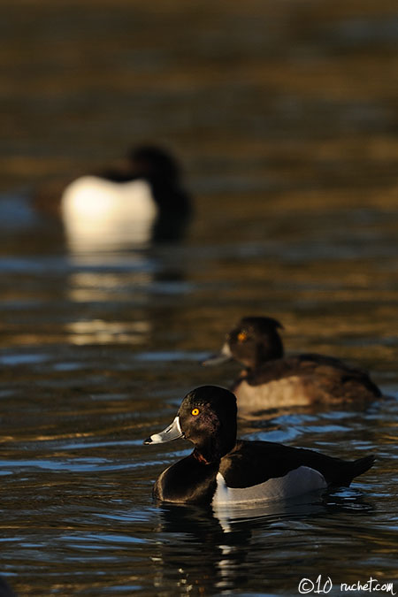 Ring-necked Duck - Aythya collaris