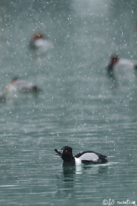 Ring-necked Duck - Aythya collaris