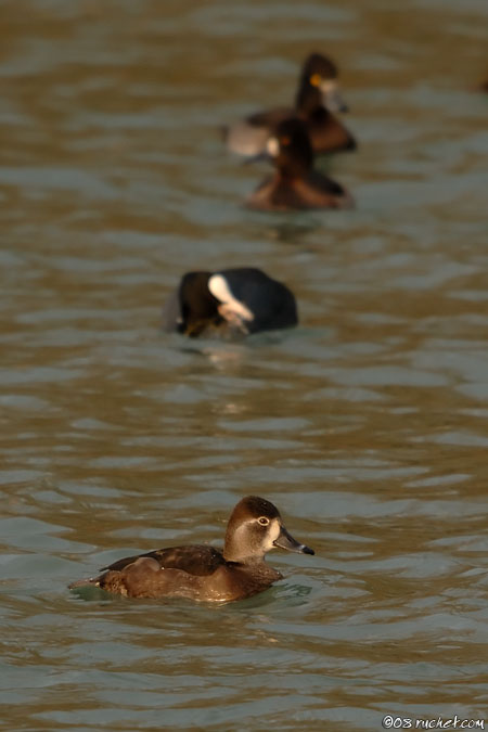 Ring-necked Duck - Aythya collaris