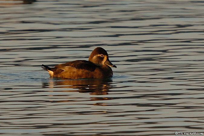 Ring-necked Duck - Aythya collaris