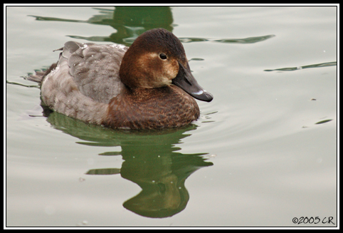 Fuligule milouin - Aythya ferina