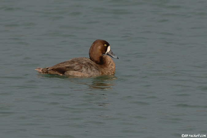 Fuligule milouinan - Aythya marila