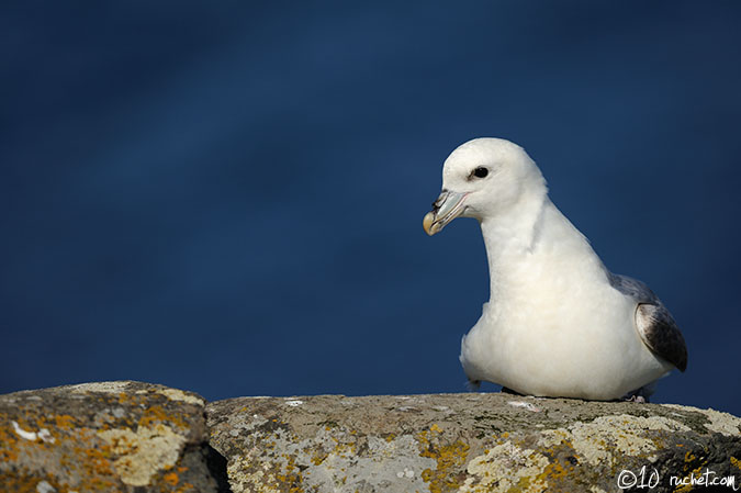 Eissturmvogel - Fulmarus glacialis