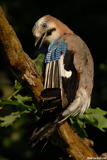 Geai des chênes - Garrulus glandarius