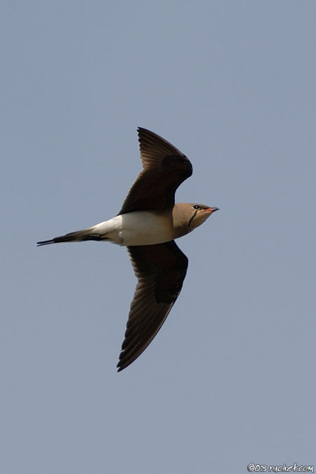 Pernice di mare - Glareola pratincola