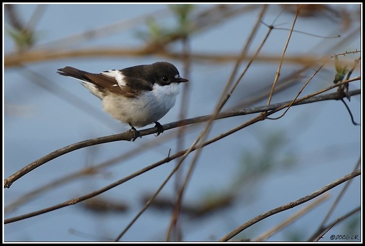 Pied Flycatcher - Ficedula hypoleuca