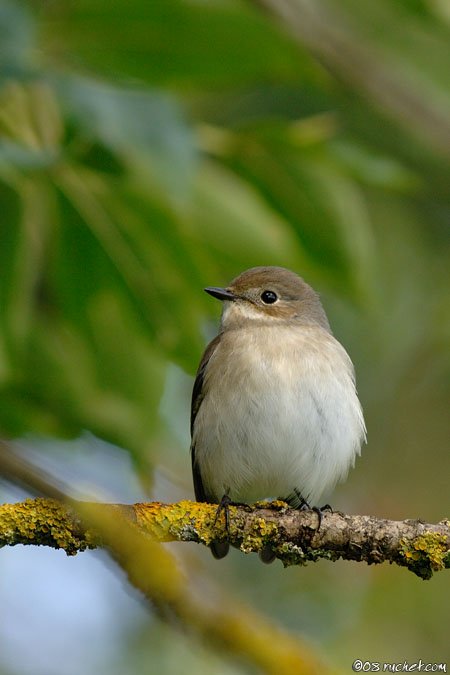 Pied Flycatcher - Ficedula hypoleuca