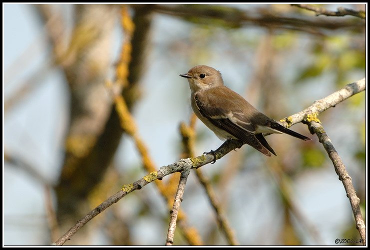 Pied Flycatcher - Ficedula hypoleuca