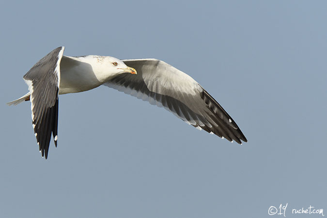 Goéland de Sibérie - Larus heuglini