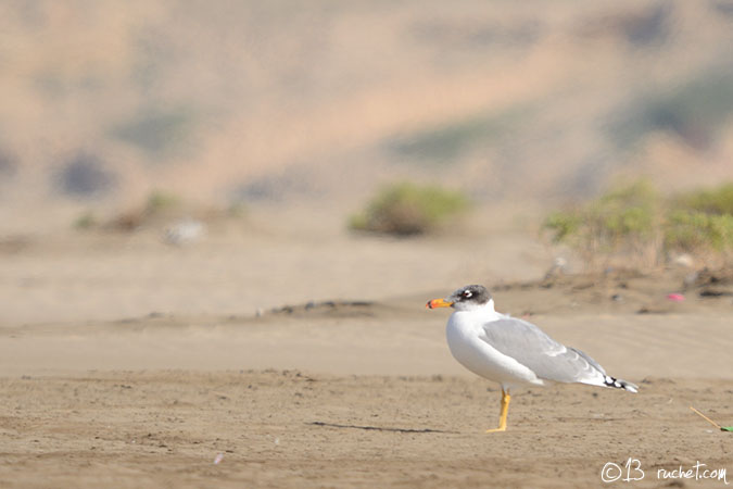 Great Black-headed Gull - Ichthyaetus ichthyaetus