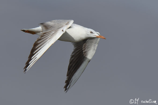Slender-billed Gull - Chroicocephalus genei