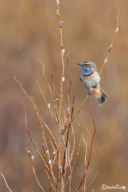 Bluethroat - Luscinia svecica