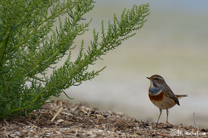 Bluethroat - Luscinia svecica