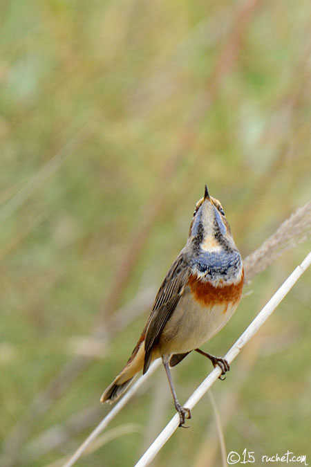 Bluethroat - Luscinia svecica