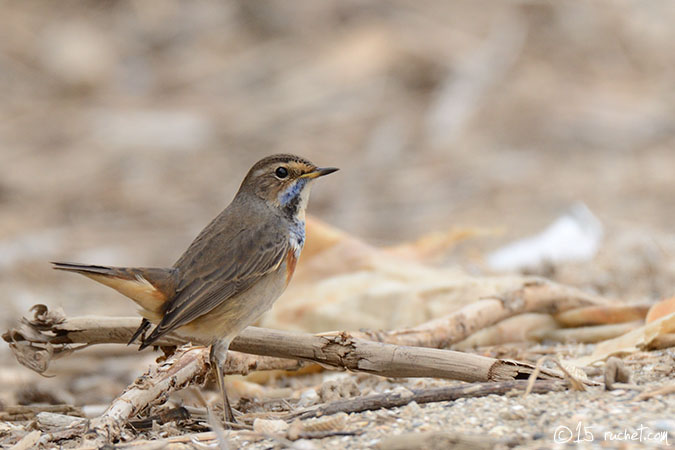 Bluethroat - Luscinia svecica