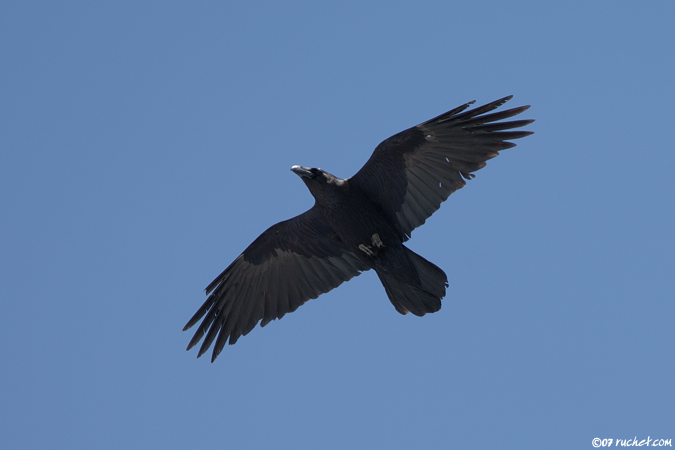 Grand corbeau - Corvus corax