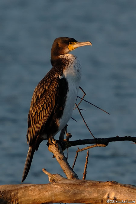Kormoran - Phalacrocorax carbo