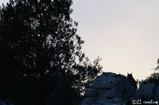 Grand-duc d'Europe - Bubo bubo