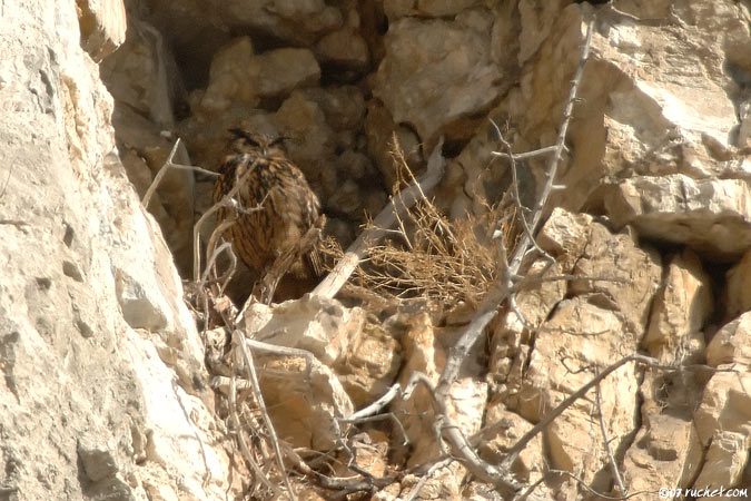 Grand-duc d'Europe - Bubo bubo