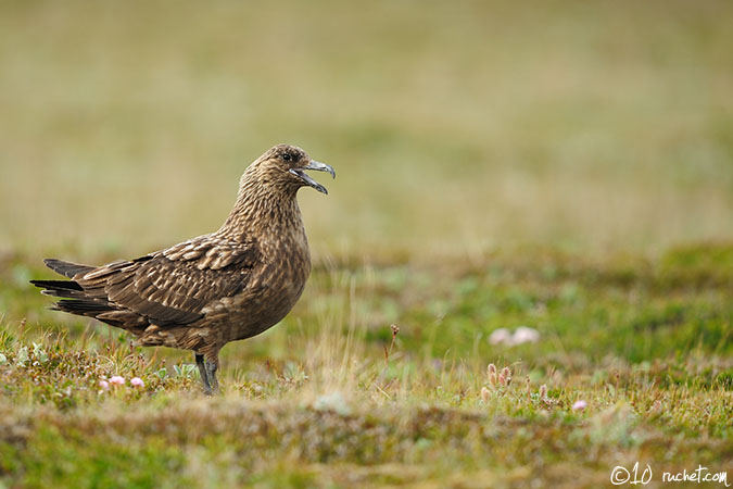Grand labbe - Stercorarius skua