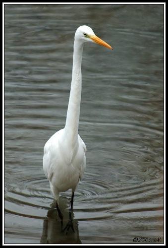 Great white egret - Egretta alba