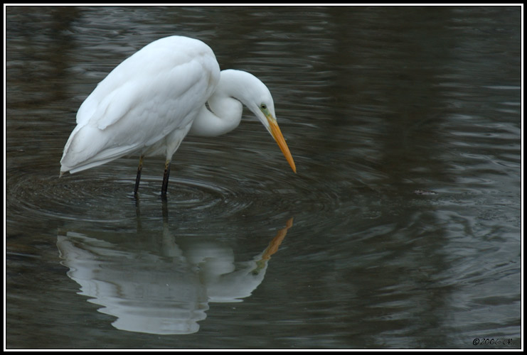 Great white egret - Egretta alba