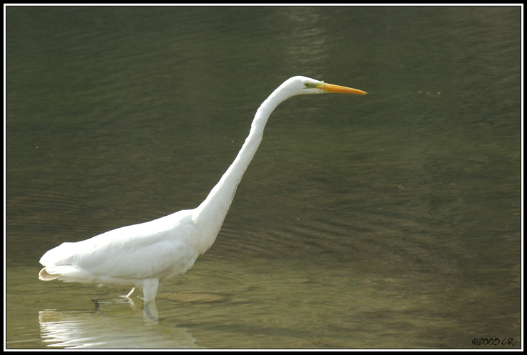 Great white egret - Egretta alba