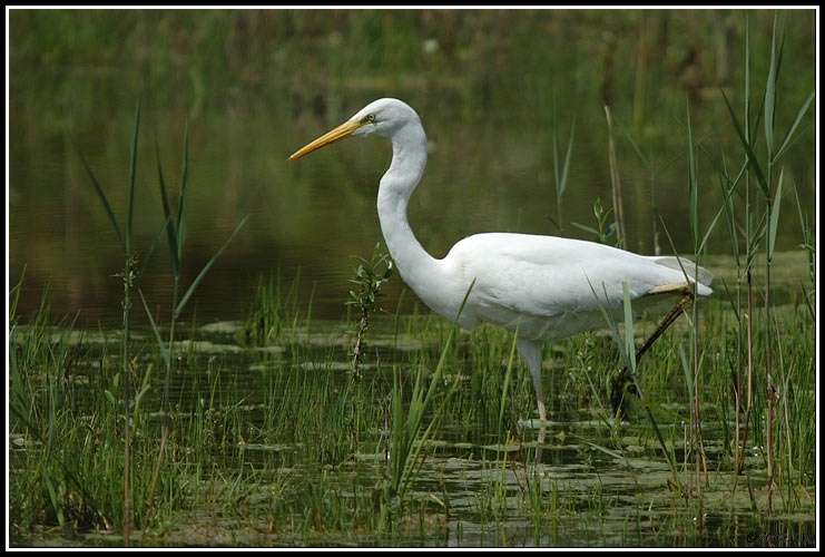Great white egret - Egretta alba