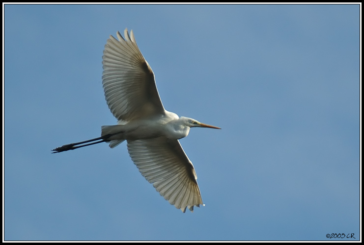 Great white egret - Egretta alba
