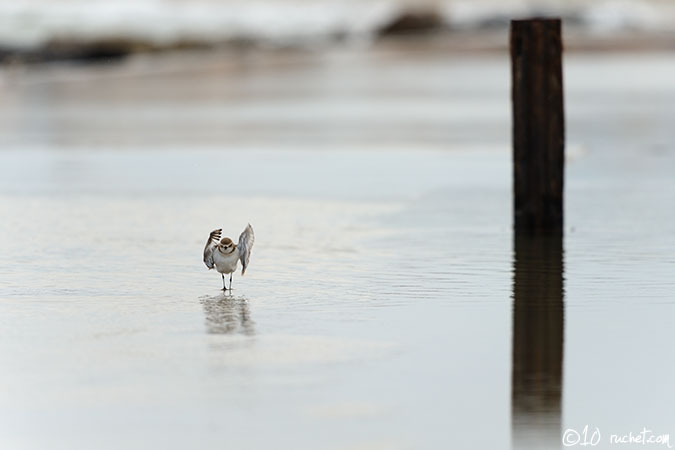 Gravelot à collier interrompu - Charadrius alexandrinus