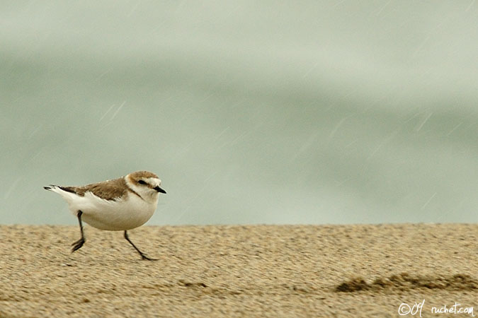 Kentish Plover - Charadrius alexandrinus