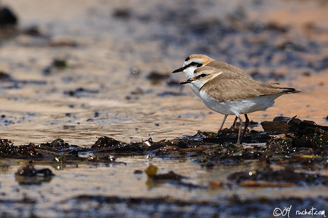 Kentish Plover - Charadrius alexandrinus