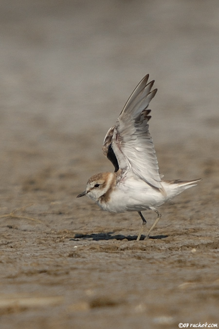 Kentish Plover - Charadrius alexandrinus