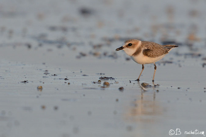 Kentish Plover - Charadrius alexandrinus