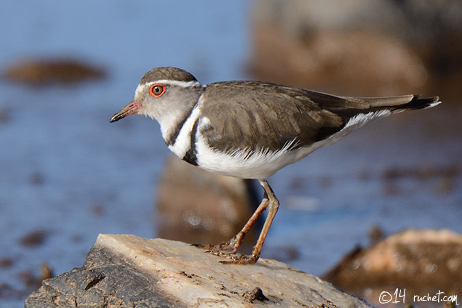 Dreiband-Regenpfeifer - Charadrius tricollaris