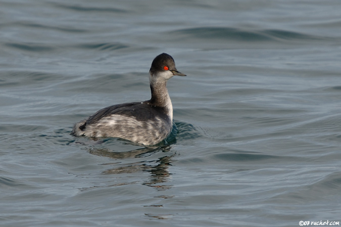 Grèbe à cou noir - Podiceps nigricollis