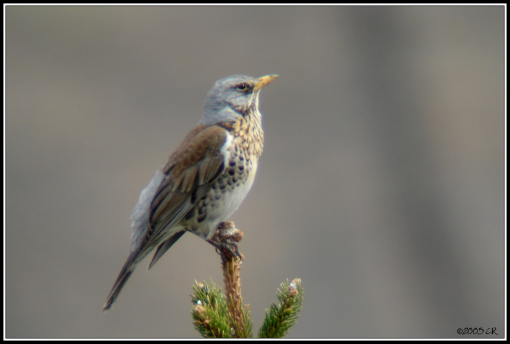 Fieldfare - Turdus pilaris