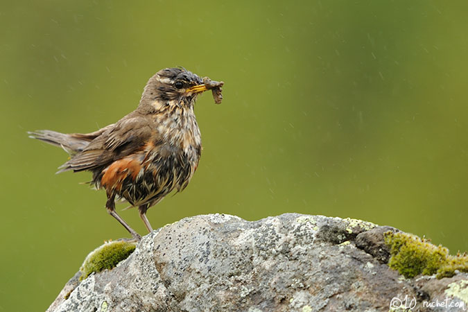 Grive mauvis - Turdus iliacus