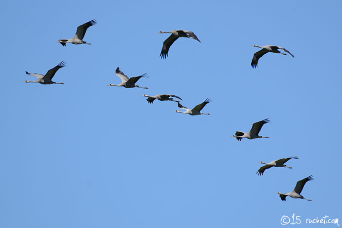 Grue cendrée - Grus grus
