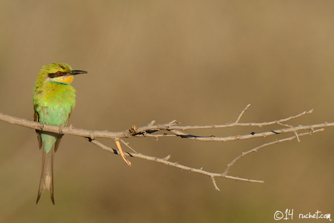 Swallow-tailed Bee-eater - Merops hirundineus