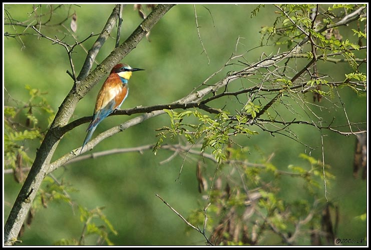 Guêpier d'Europe - Merops apiaster